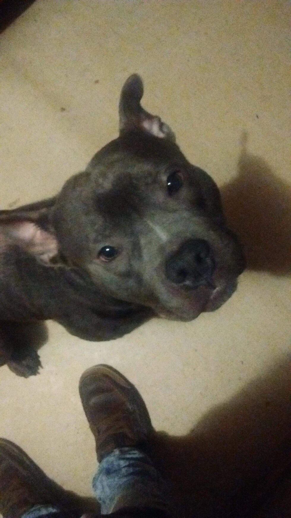 The dog which attacked Rylee, Remington, was killed at the home by Duncan Police after they...