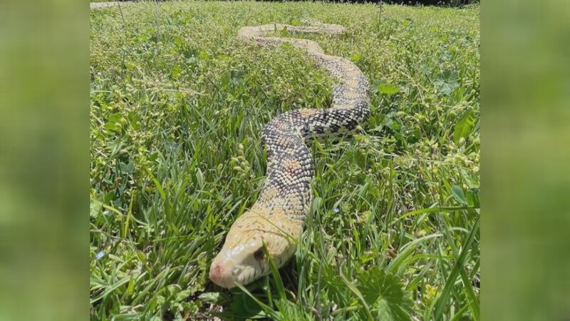 Unlock the Secrets of Snakes: Join our Basic Online Course in Snake Ecology  on November 4th & 5th, 2023, from 4 PM to 6 PM via Google Meet.…