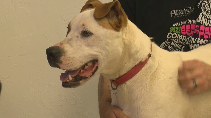 Members of the Humane Society says it’s not only nice to give pets much-needed social skills,...