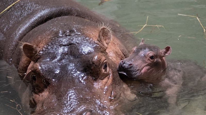 Bibi's new baby is a boy.