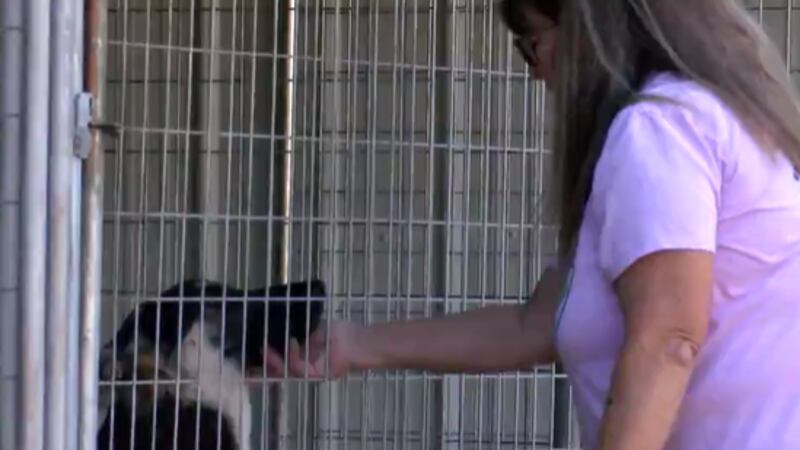A local animal rescue group is giving the community a chance to give some special animals a...